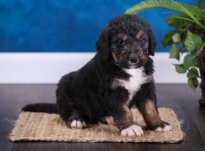 tri-colored standard bernedoodle near Chicago Illinois