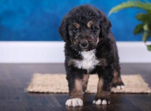 tri-colored standard bernedoodle near Chicago Illinois