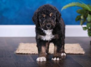 tri-colored standard bernedoodle near Chicago Illinois