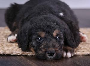 tri-colored standard bernedoodle near Chicago Illinois