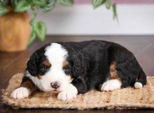 mini bernedoodle near Saint Louis MO