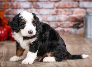 mini bernedoodle near Saint Louis MO
