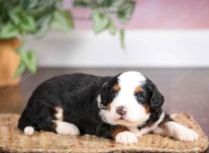 mini bernedoodle near Saint Louis MO