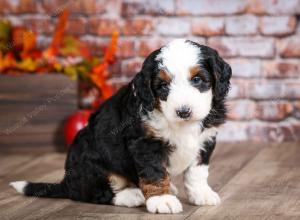 mini bernedoodle near Saint Louis MO