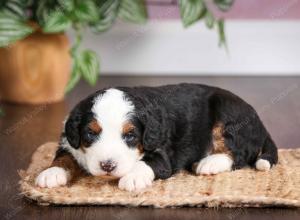 mini bernedoodle near Saint Louis MO