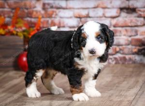 mini bernedoodle near Saint Louis MO