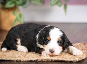 mini bernedoodle near Saint Louis MO