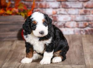 mini bernedoodle near Saint Louis MO