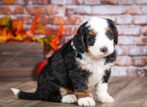 mini bernedoodle near Saint Louis MO