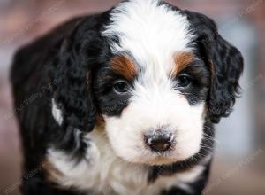 mini bernedoodle near Saint Louis MO