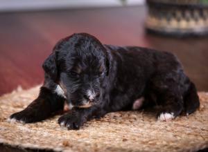 tri-colored standard bernedoodle