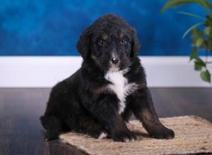 tri-colored standard bernedoodle near Chicago Illinois