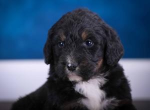 tri-colored standard bernedoodle near Chicago Illinois