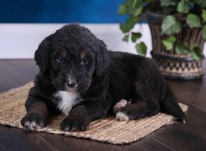 tri-colored standard bernedoodle near Chicago Illinois