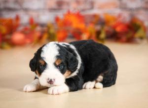 mini bernedoodle near Saint Louis MO