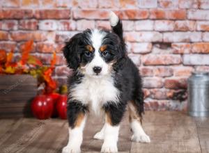 mini bernedoodle near Saint Louis MO