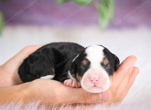 mini bernedoodle near Saint Louis MO