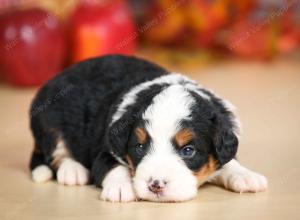 mini bernedoodle near Saint Louis MO