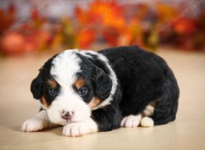 mini bernedoodle near Saint Louis MO
