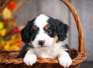 mini bernedoodle near Saint Louis MO