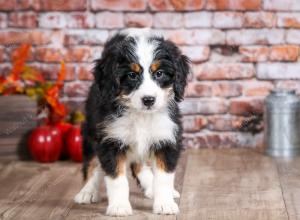 mini bernedoodle near Saint Louis MO