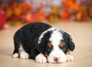 mini bernedoodle near Saint Louis MO