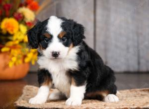 mini bernedoodle near Saint Louis MO