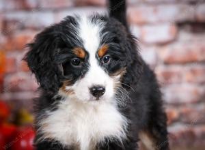 mini bernedoodle near Saint Louis MO