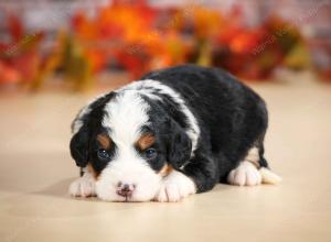 mini bernedoodle near Saint Louis MO