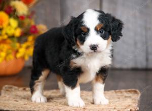 mini bernedoodle near Saint Louis MO