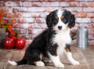 mini bernedoodle near Saint Louis MO