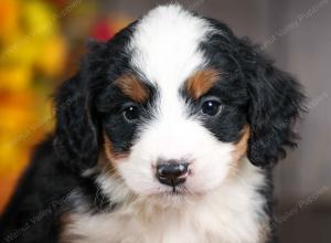 mini bernedoodle near Saint Louis MO