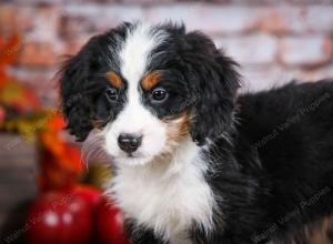 mini bernedoodle near Saint Louis MO