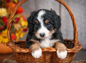 mini bernedoodle near Saint Louis MO