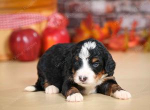 mini bernedoodle near Saint Louis MO