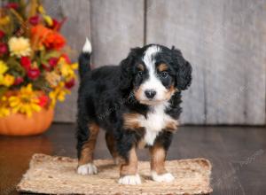mini bernedoodle near Saint Louis MO