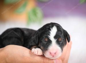 mini bernedoodle near Saint Louis MO