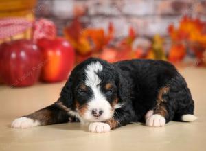 mini bernedoodle near Saint Louis MO