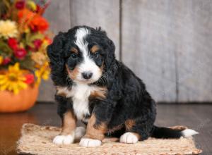 mini bernedoodle near Saint Louis MO