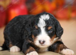 mini bernedoodle near Saint Louis MO