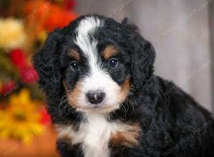 mini bernedoodle near Saint Louis MO