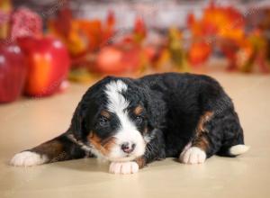 mini bernedoodle near Saint Louis MO