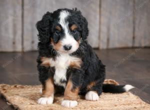 mini bernedoodle near Saint Louis MO