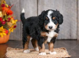 mini bernedoodle near Saint Louis MO