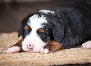 tri-colored mini bernedoodle near Chicago Illinois