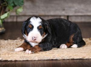 tri-colored mini bernedoodle near Chicago Illinois