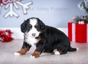 tri-colored mini bernedoodle near Chicago Illinois