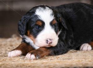 tri-colored mini bernedoodle near Chicago Illinois