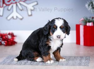 tri-colored mini bernedoodle near Chicago Illinois