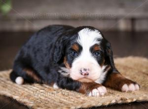 tri-colored mini bernedoodle near Chicago Illinois